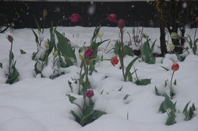 Not so good for the tulips! - PlanetSKI