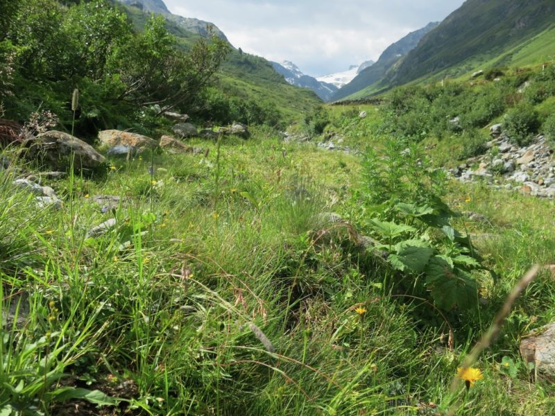 Austrian Alps in the summer