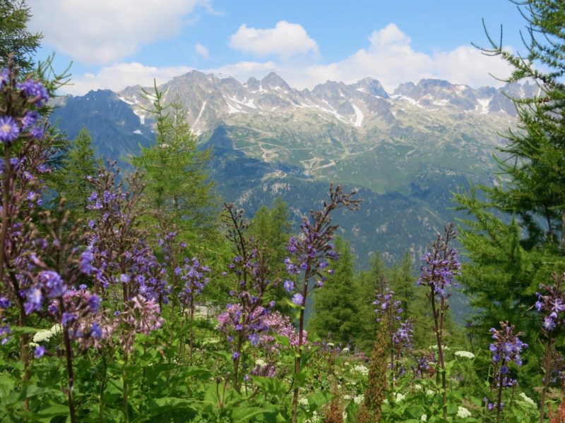 L'été à la montagne