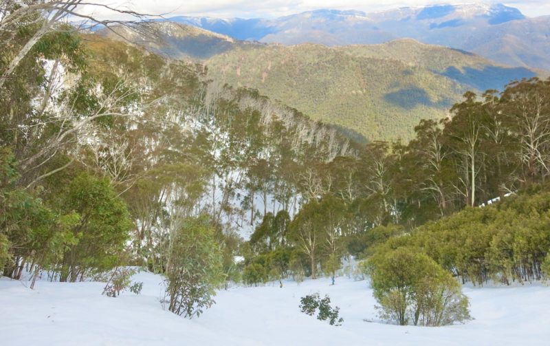 Mt Buller, Australia. Image © PlanetSKI