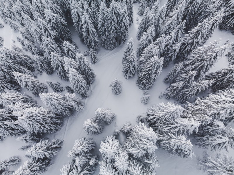 Image c/o Sam Ingles - Morzine Forets 