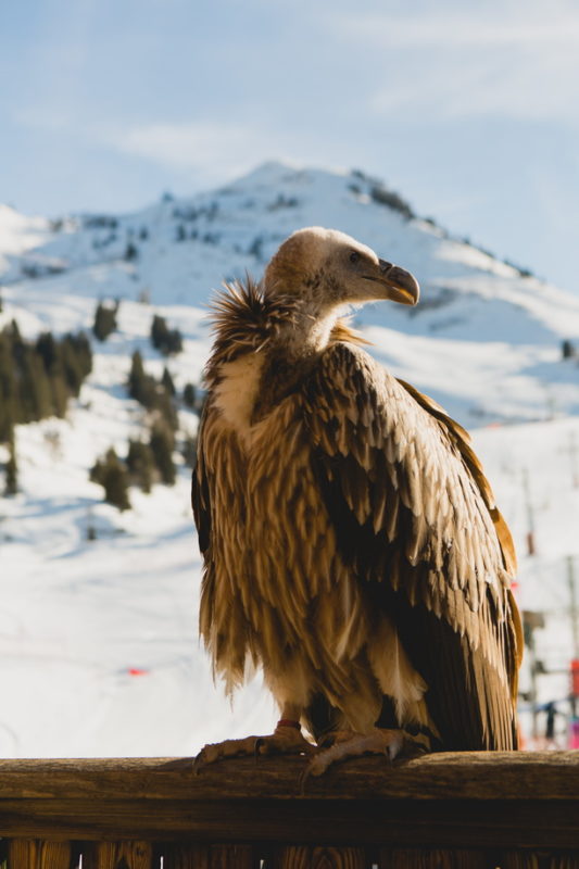 Sam Ingles - OT Morzine Aigles du Leman