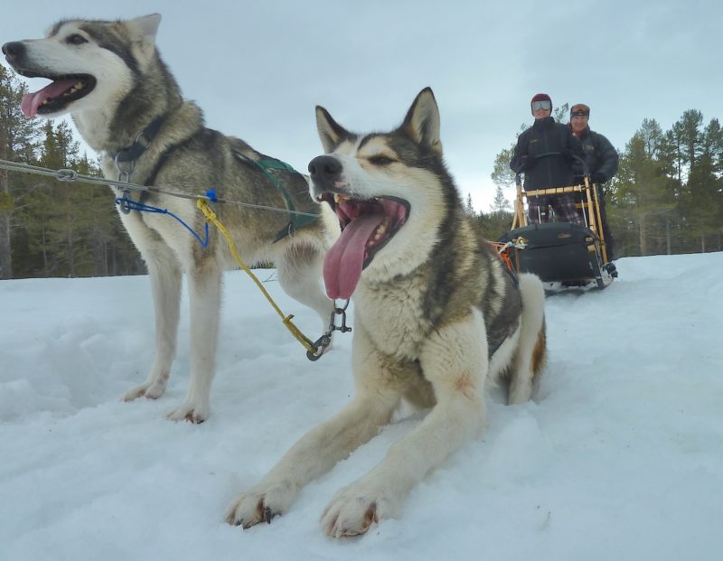 Husky rides at Beitostolen, Norway. Image © PlanetSKI