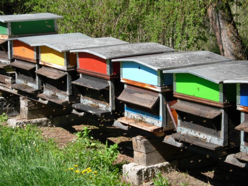 Bee colonies in Switzerland in decline. Image © PlanetSKI