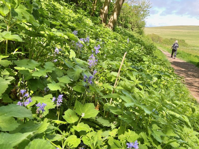 South Downs Way. Image © PlanetSKI