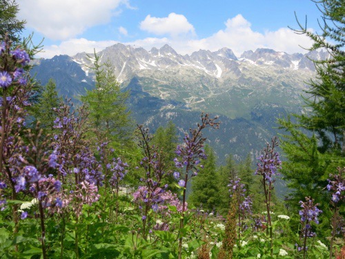 Alpine plants. Image © PlanetSKI