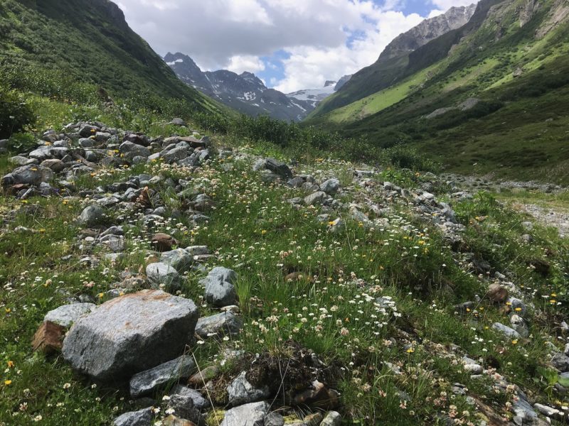 Alpine plants. Image © PlanetSKI