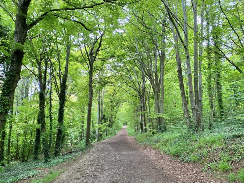 South Downs Way. Image © PlanetSKI