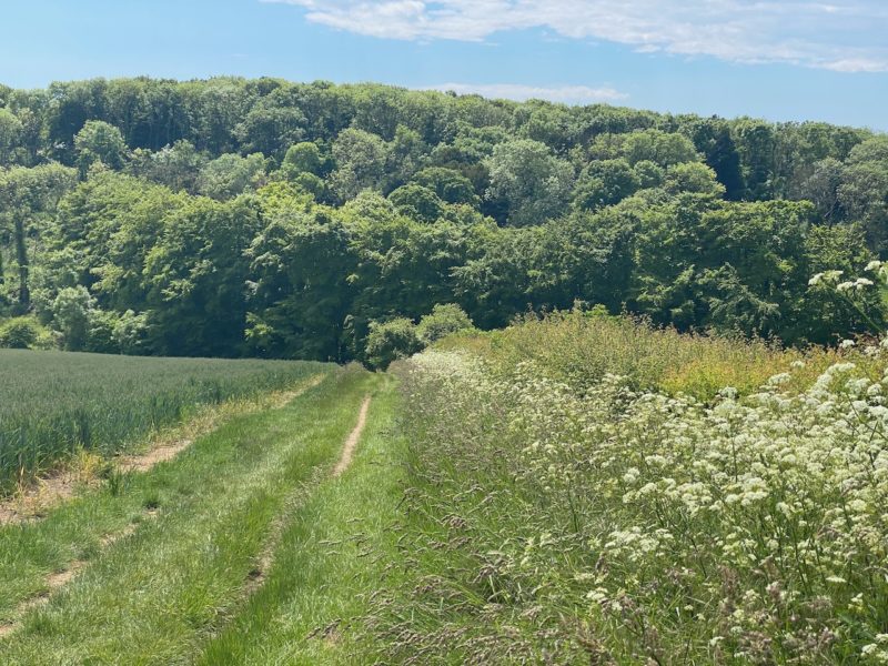 South Downs Way. Image © PlanetSKI