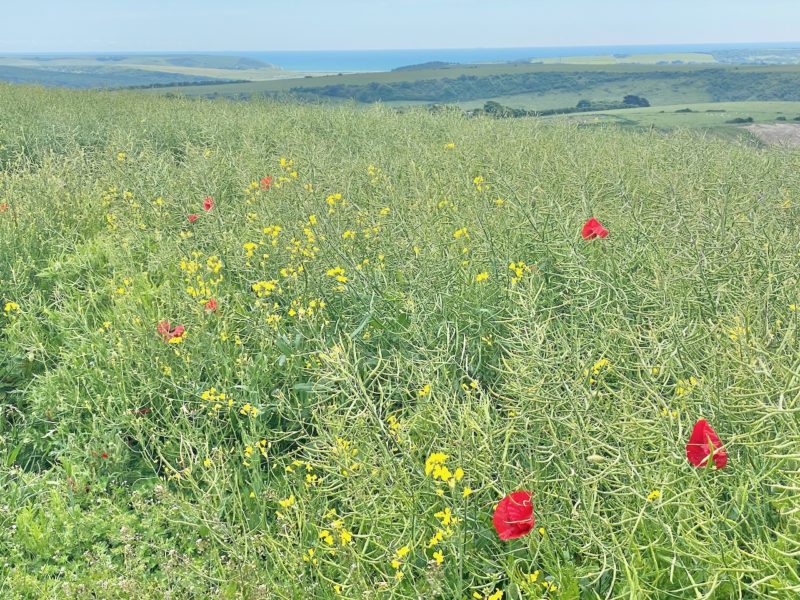 South Downs Way. Image © PlanetSKI