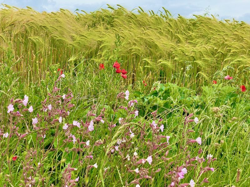 South Downs Way. Image © PlanetSKI