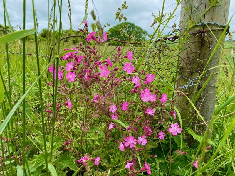 South Downs Way. Image © PlanetSKI