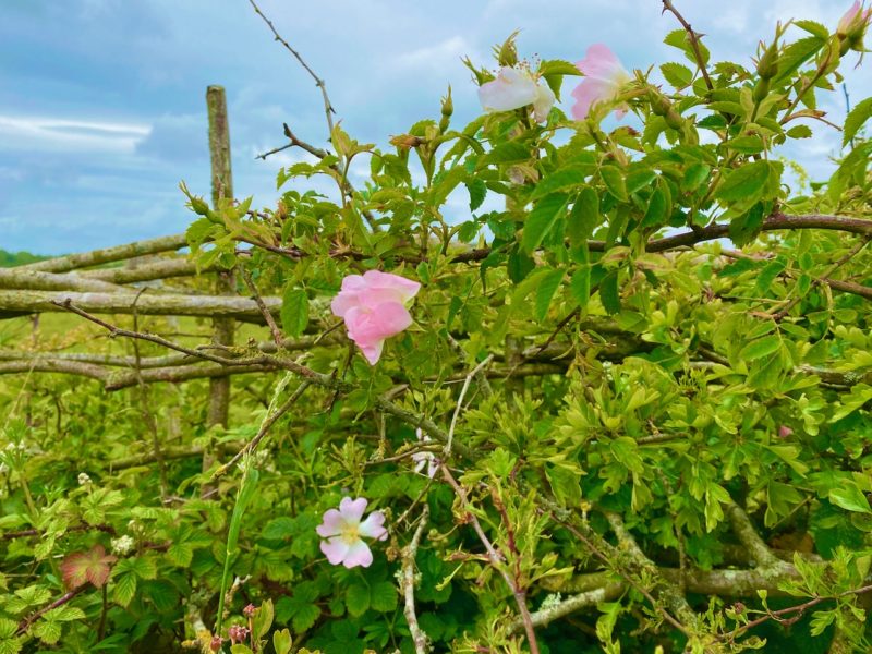 South Downs Way. Image © PlanetSKI