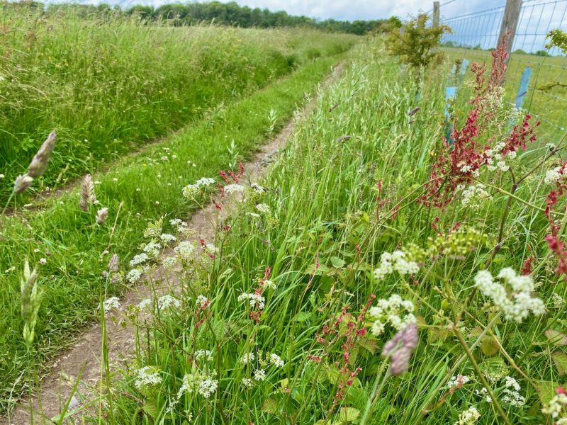 South Downs Way. Image © PlanetSKI