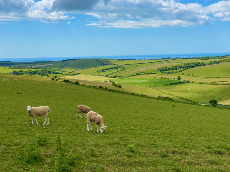 South Downs Way. Image © PlanetSKI