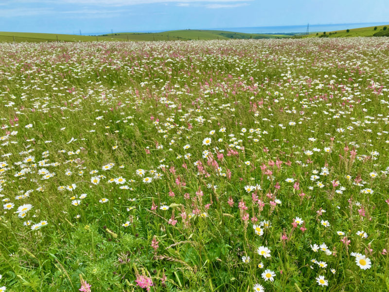 South Downs Way. Image © PlanetSKI