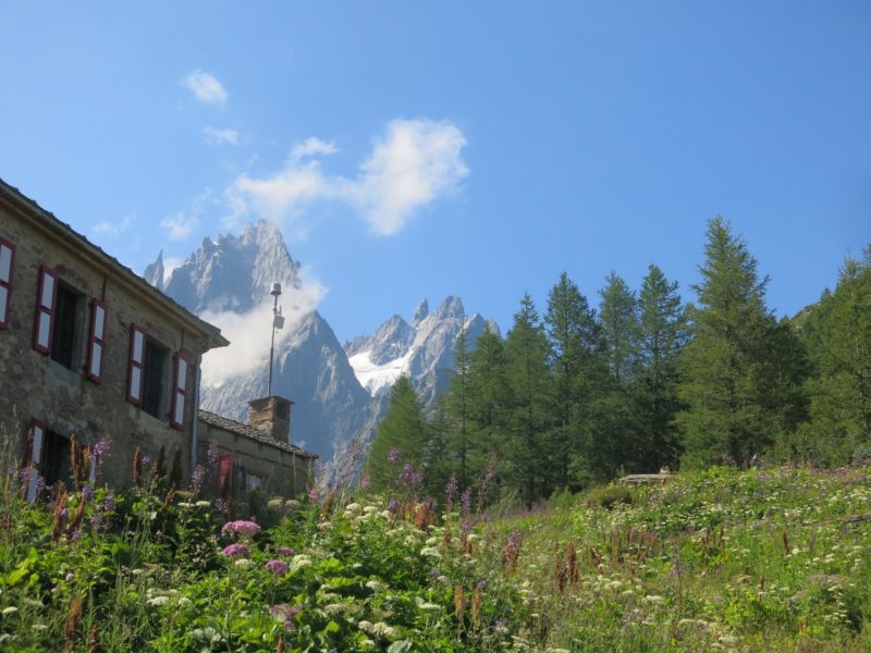 Alpine plants. Image © PlanetSKI