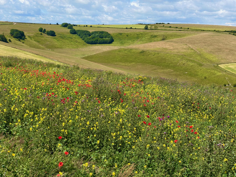 South Downs Way. Image © PlanetSKI