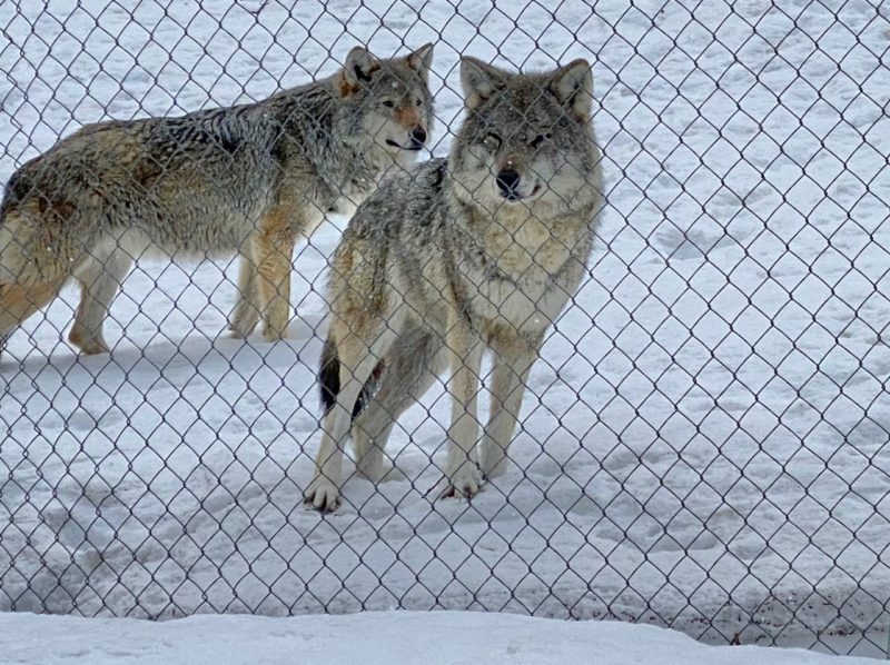 Wolves in winter. Image © PlanetSKI