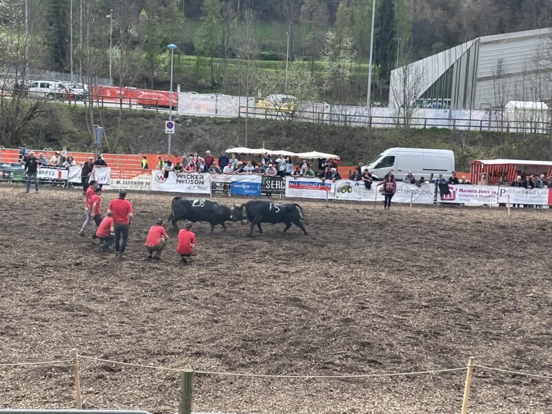 Cow fighting. Image c/o Steve Sparks