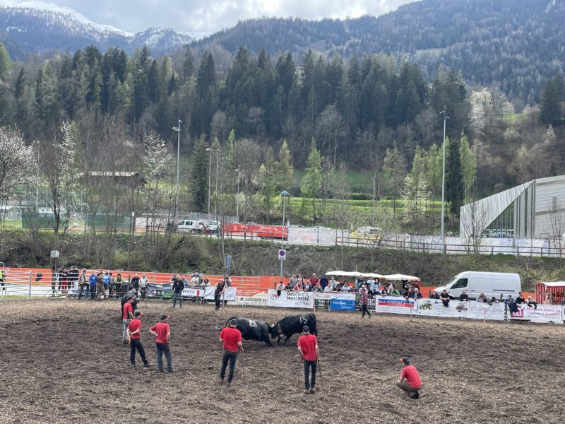 Cow fighting. Image c/o Steve Sparks