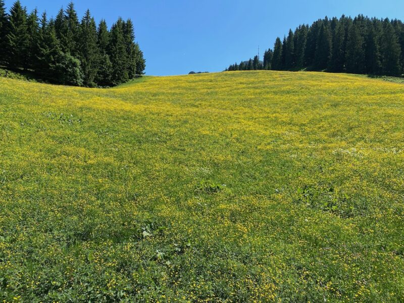 St Johann in summer. Image © PlanetSKI