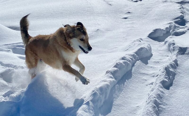 Powder hounds. Image c/o PlanetSKI