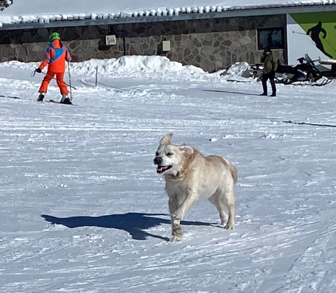 Powder hounds. Image c/o PlanetSKI