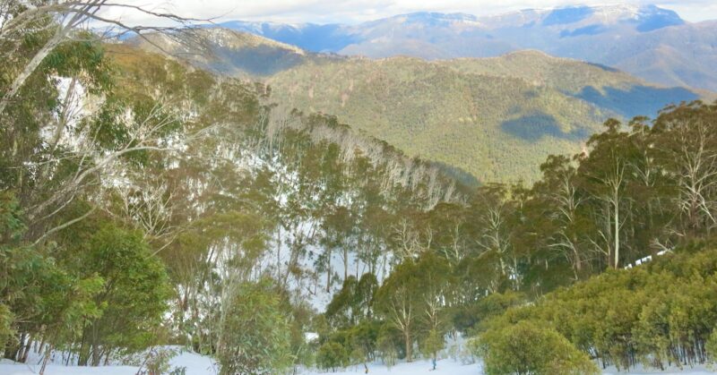 Mt Buller, Australia. Image © PlanetSKI