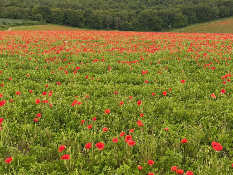 South Downs Way. Image © PlanetSKI