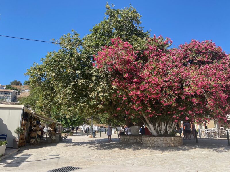 Asos, Kefalonia. Image © PlanetSKI