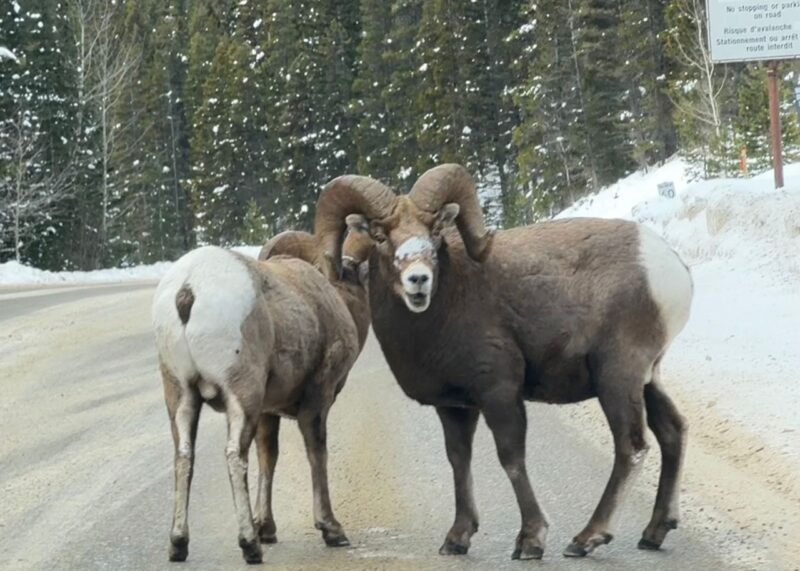 Sunshine Village, Banff, Canada. Image © PlanetSKI