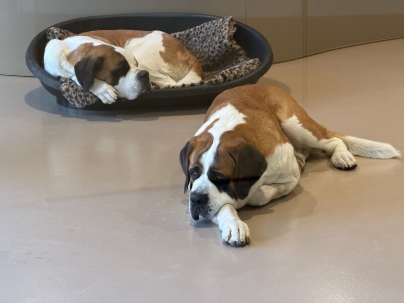 Make a Transfer for Martigny 51 Martigny, Switzerland. Image © PlanetSKI