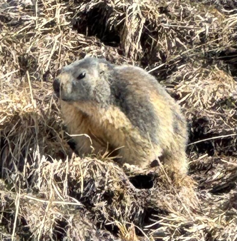 Spring skiing in Tignes. Image c/o David Morgan.
